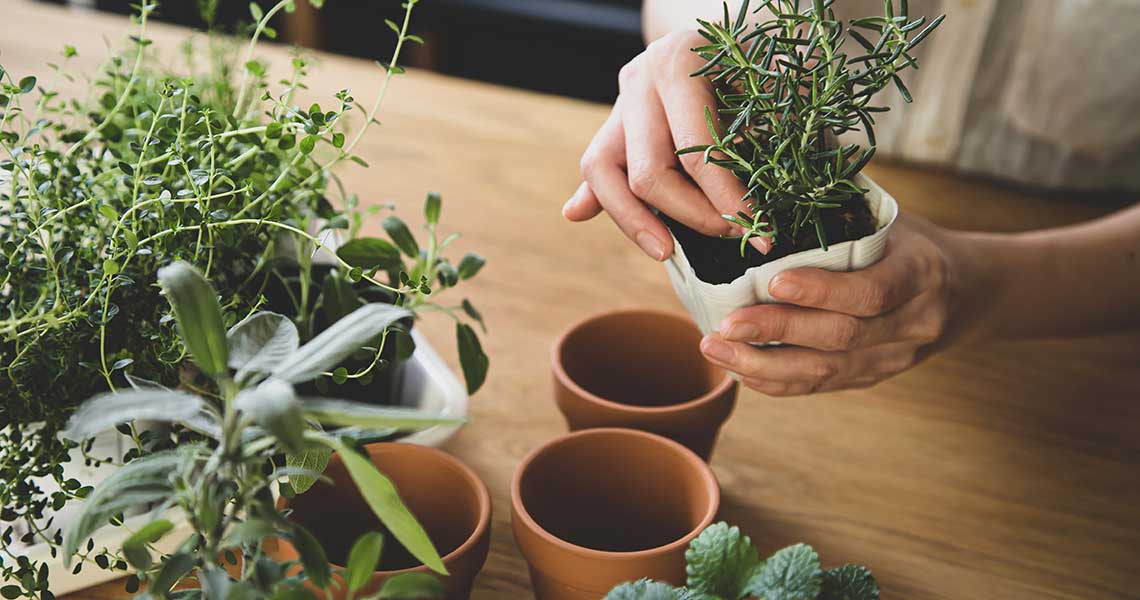 Create a window sill herb garden for Mum
